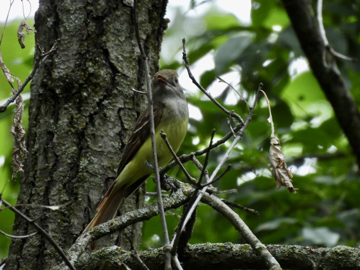 Great Crested Flycatcher - ML620575731