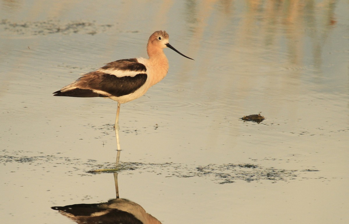 American Avocet - ML620575769