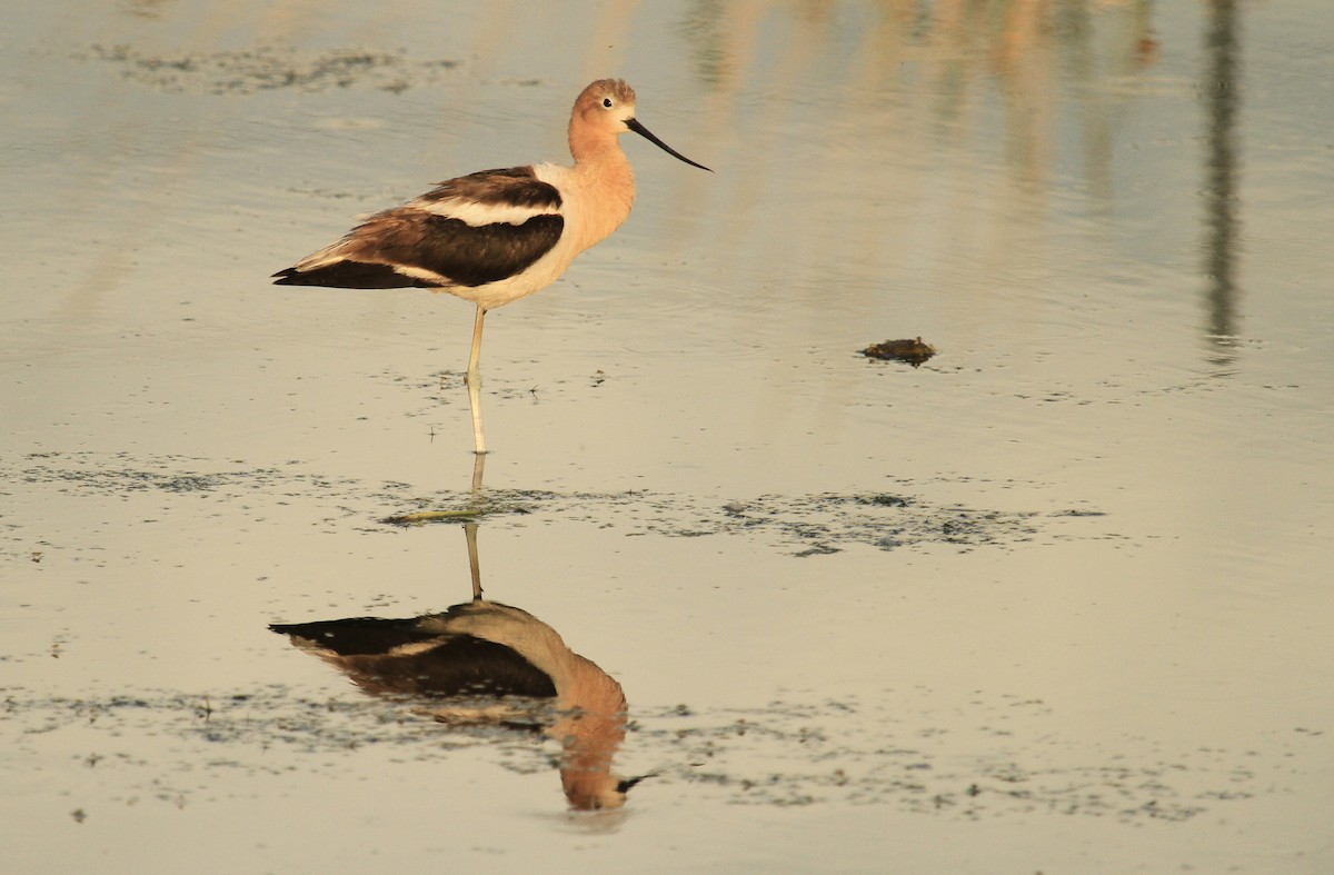 American Avocet - ML620575771