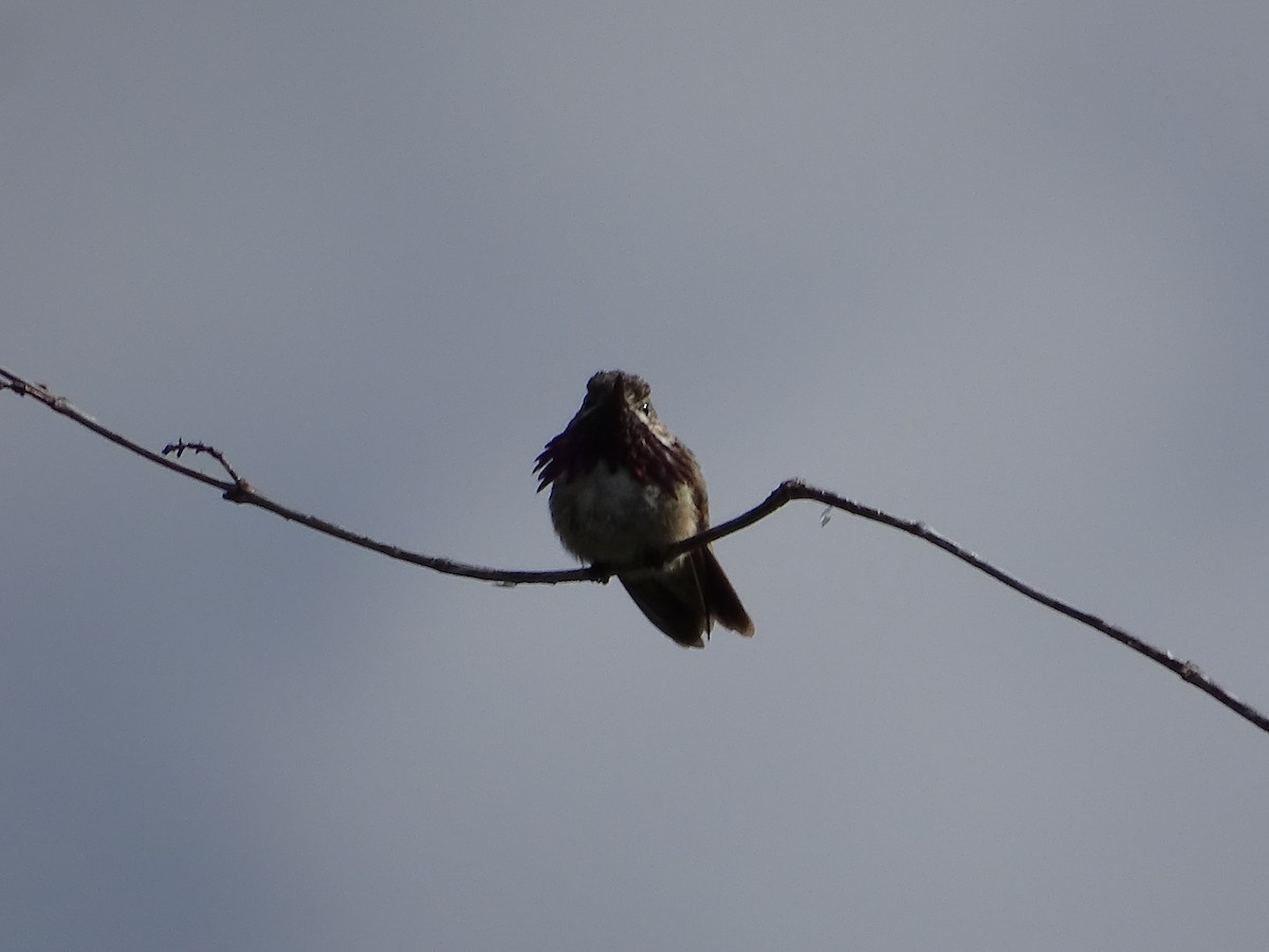 Calliope Hummingbird - ML620575773