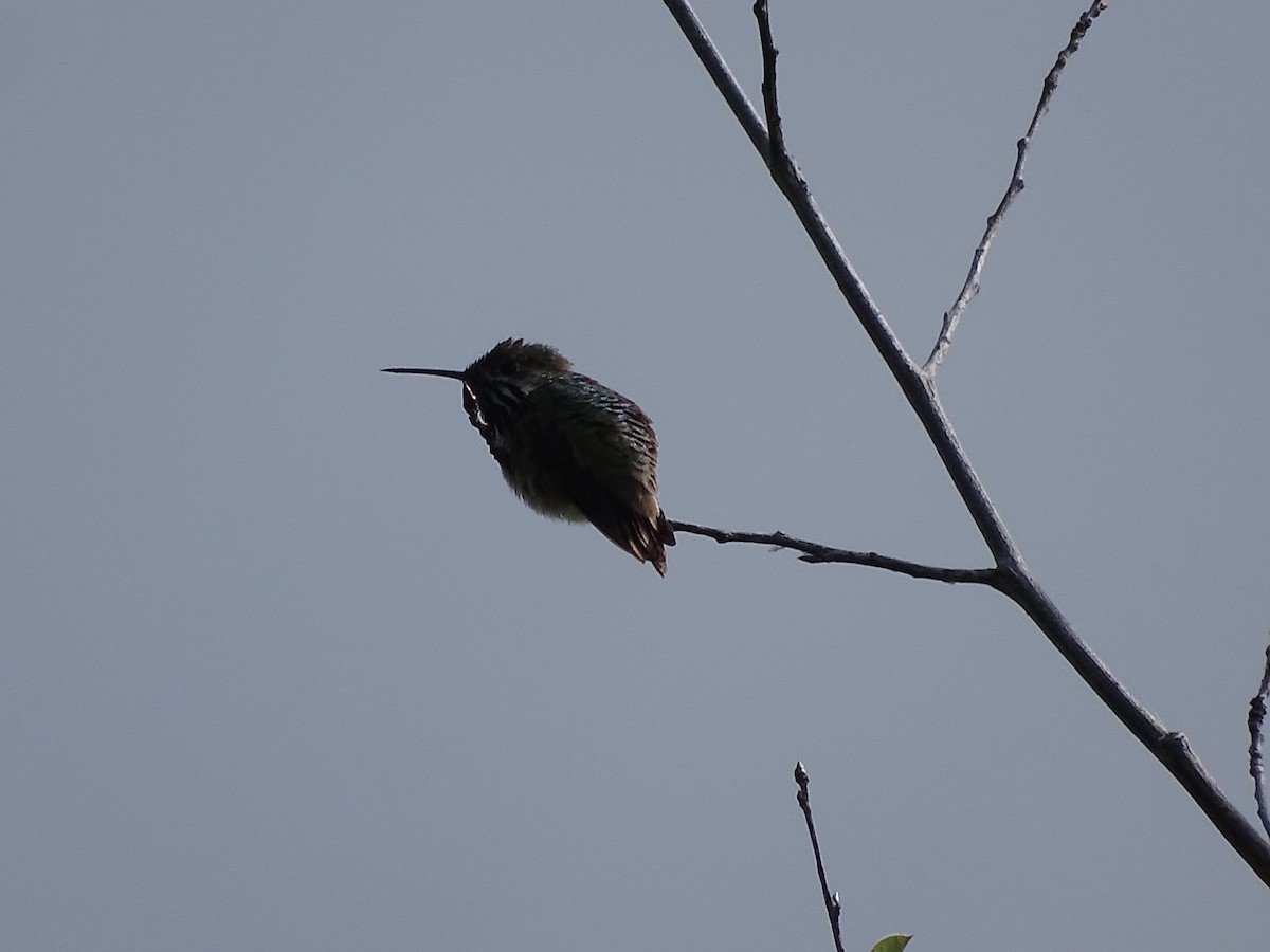 Calliope Hummingbird - ML620575775