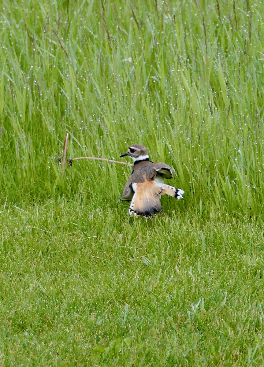 Killdeer - ML620575776