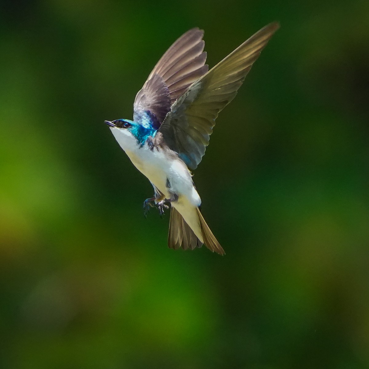 Tree Swallow - TJ Byrd