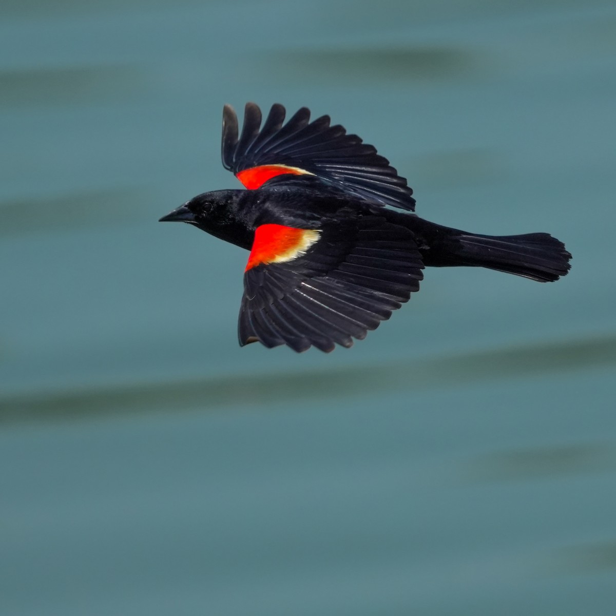 Red-winged Blackbird - ML620575790