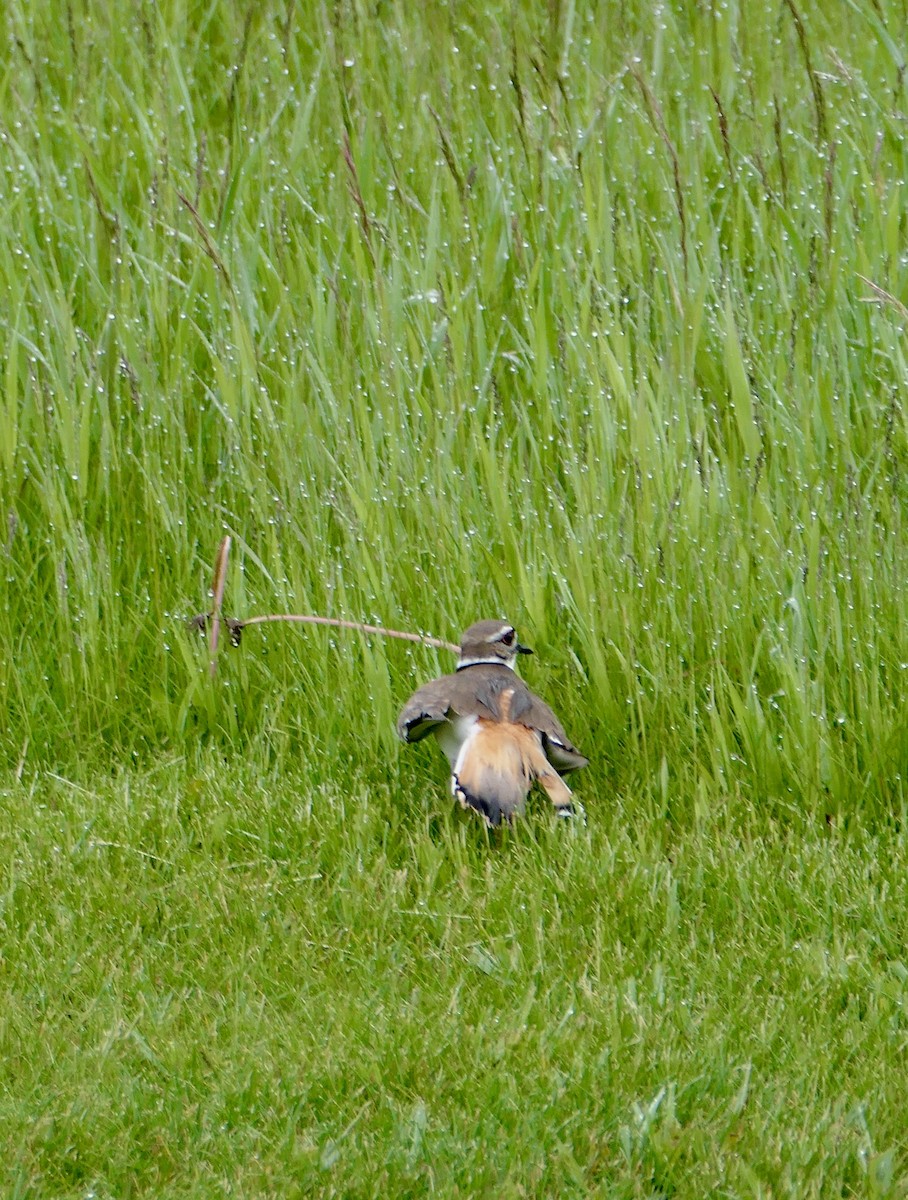 Killdeer - ML620575793