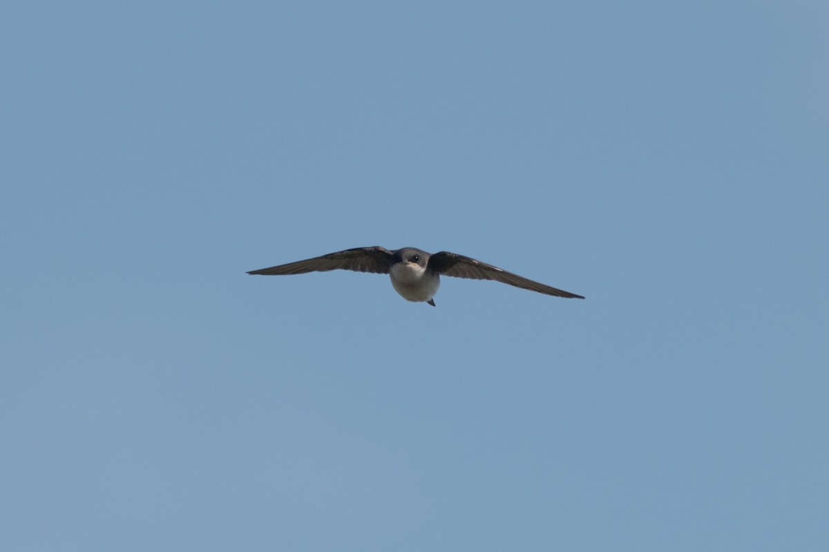 Golondrina Bicolor - ML620575801