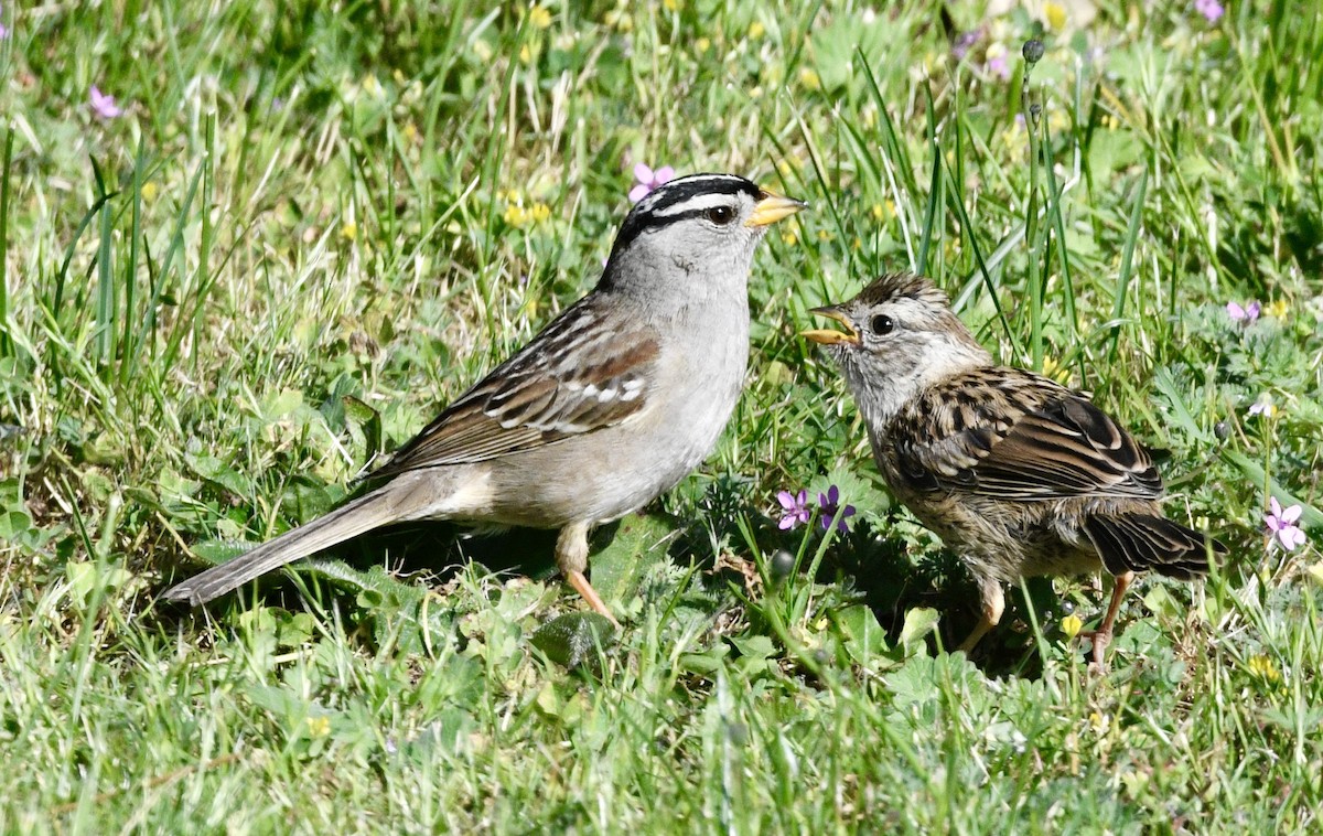 White-crowned Sparrow - John/Linda Mendoza