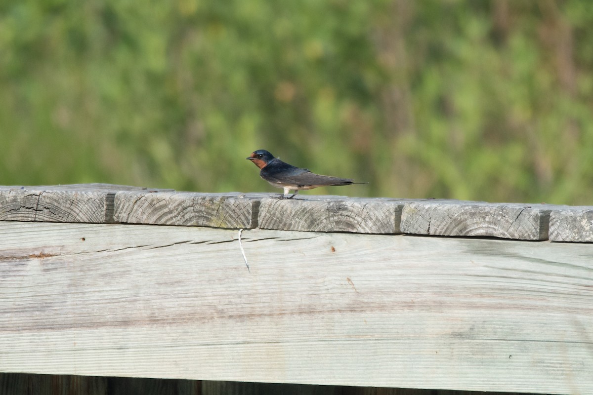 Barn Swallow - ML620575809