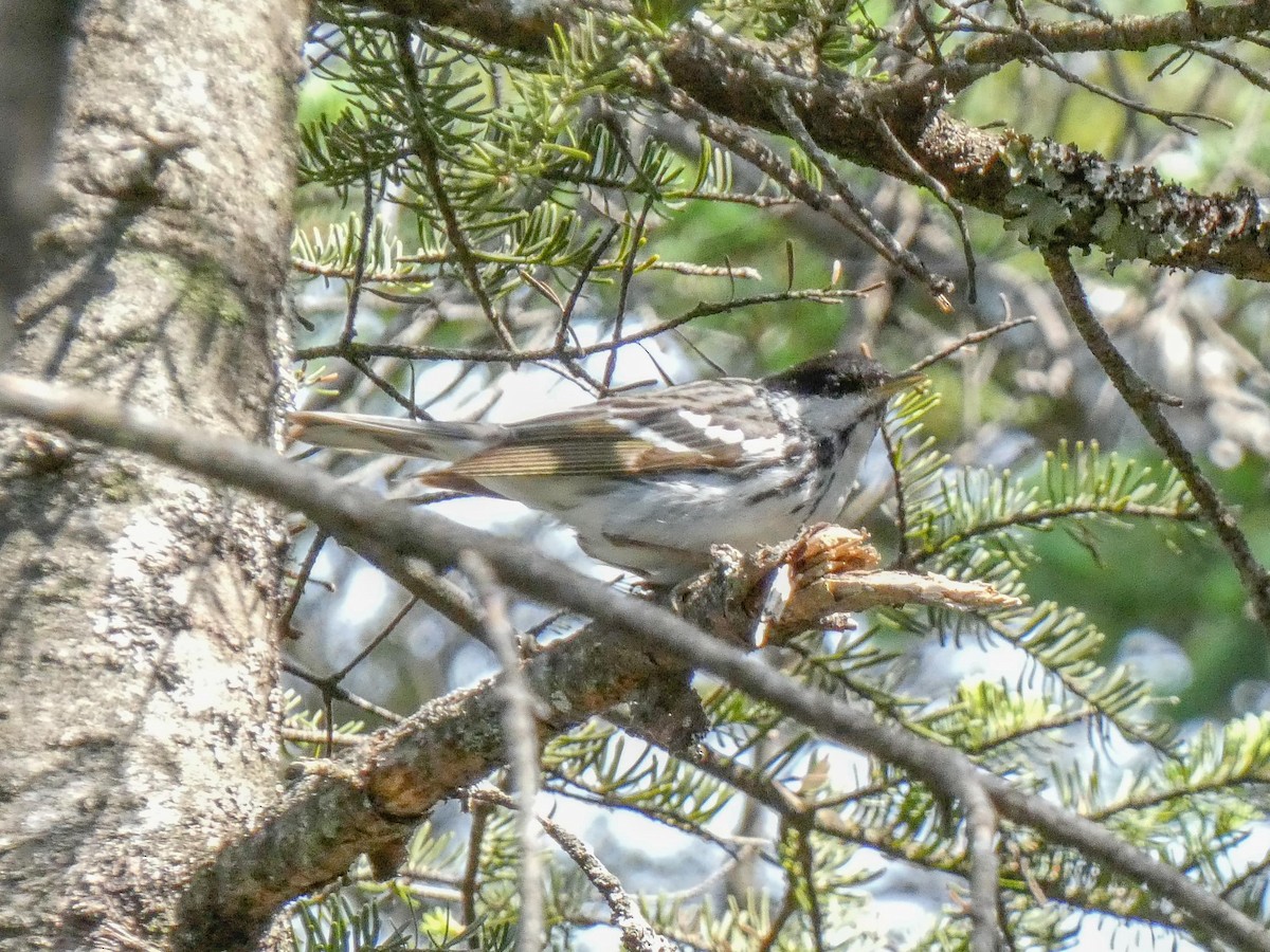 Blackpoll Warbler - ML620575813