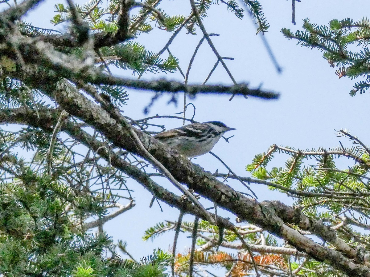 Blackpoll Warbler - ML620575815