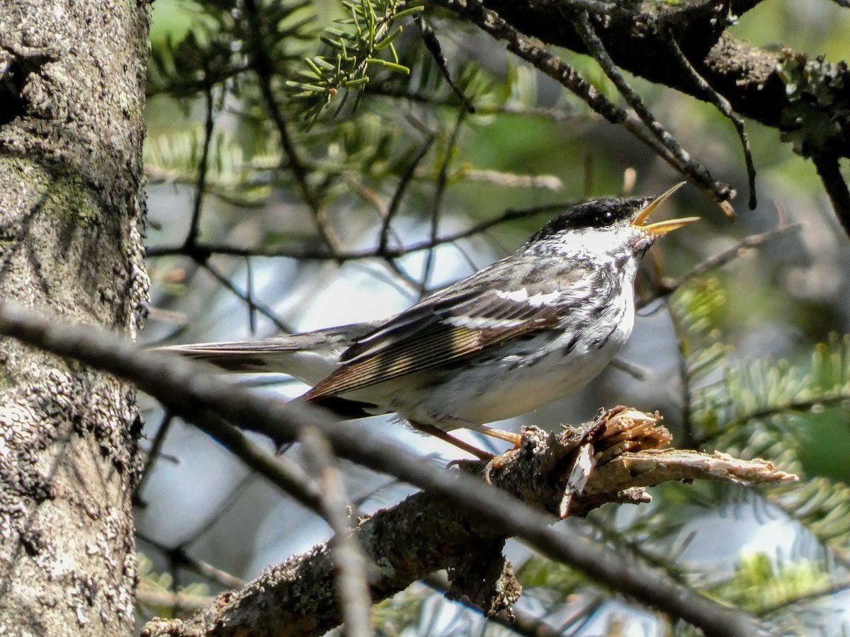 Blackpoll Warbler - ML620575816