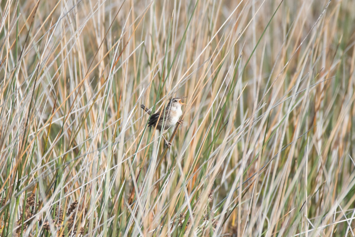 Marsh Wren - ML620575818