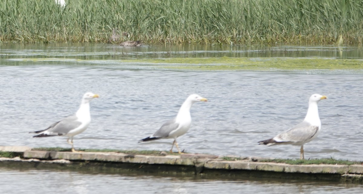 Yellow-legged Gull - ML620575830