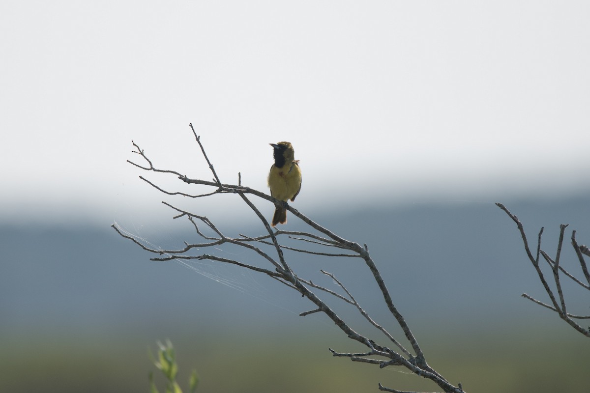 Orchard Oriole - ML620575837
