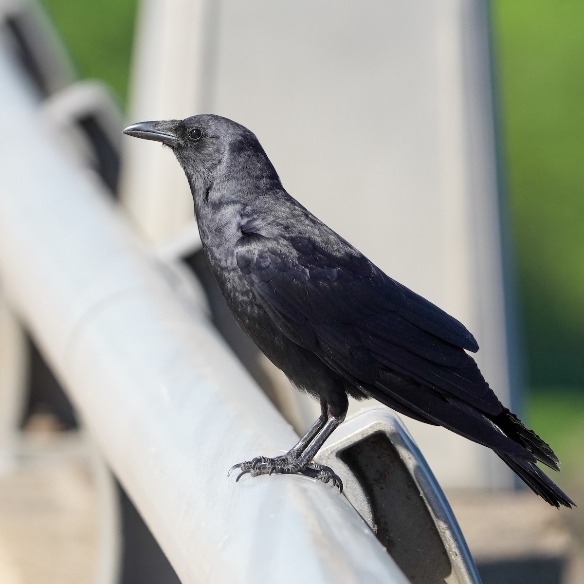 American Crow - TJ Byrd