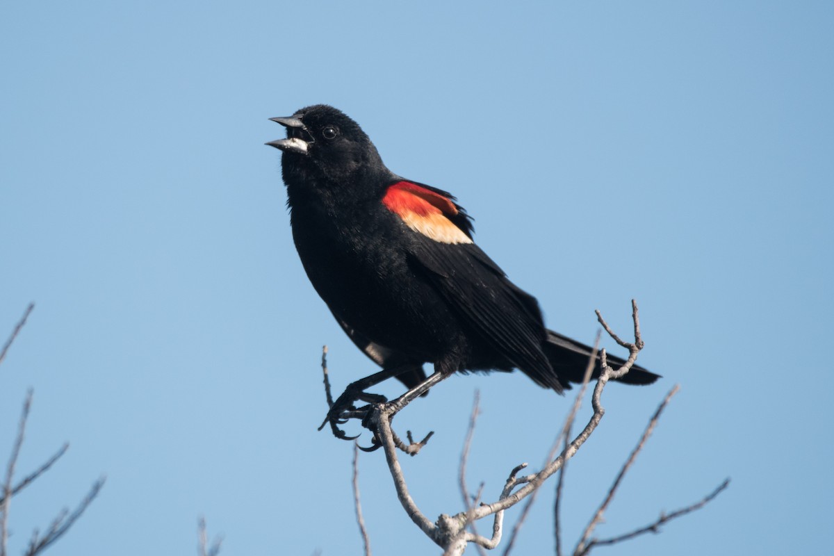 Red-winged Blackbird - ML620575842