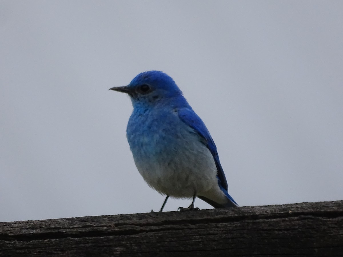 Mountain Bluebird - ML620575864