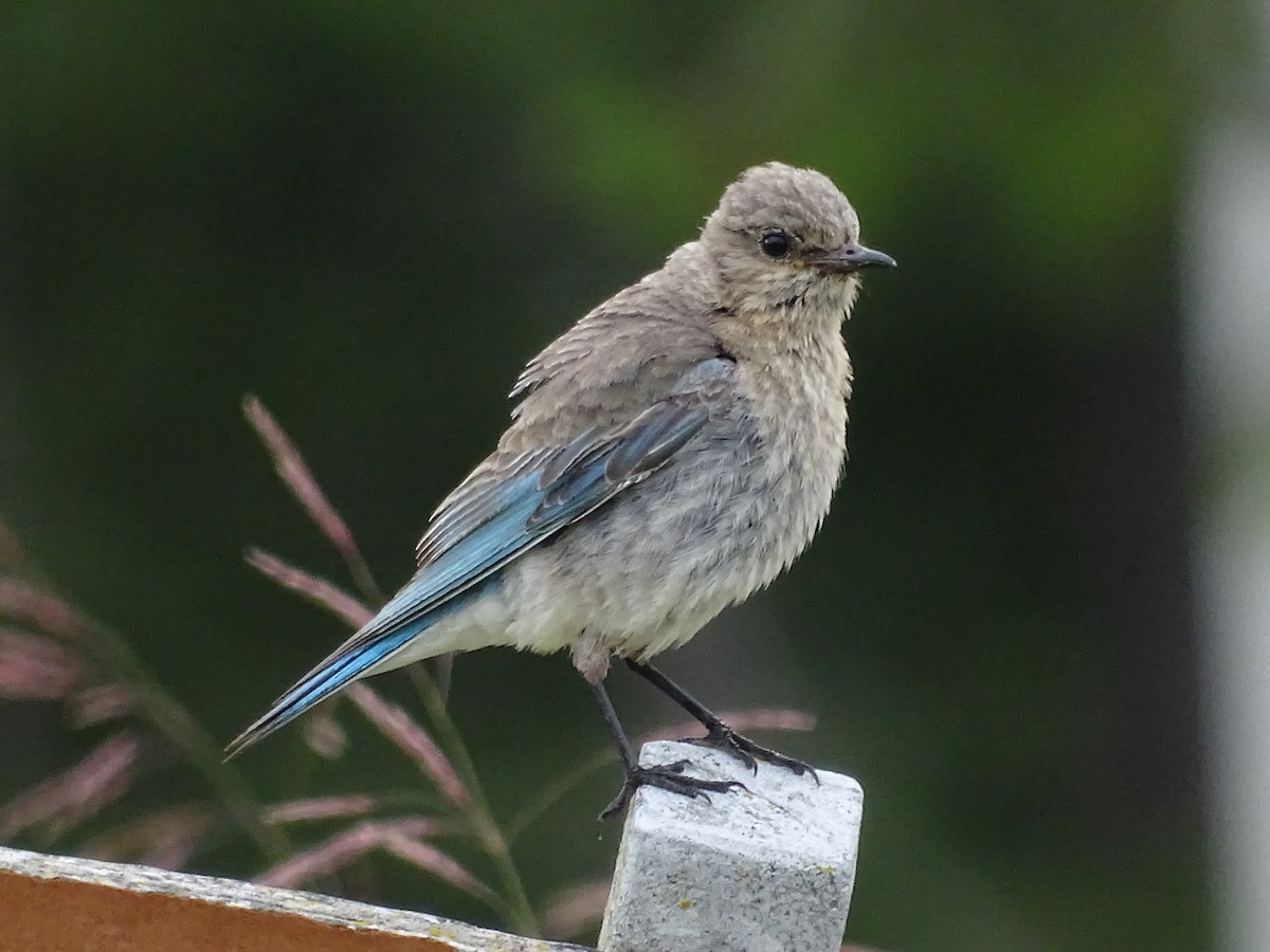 Mountain Bluebird - ML620575866