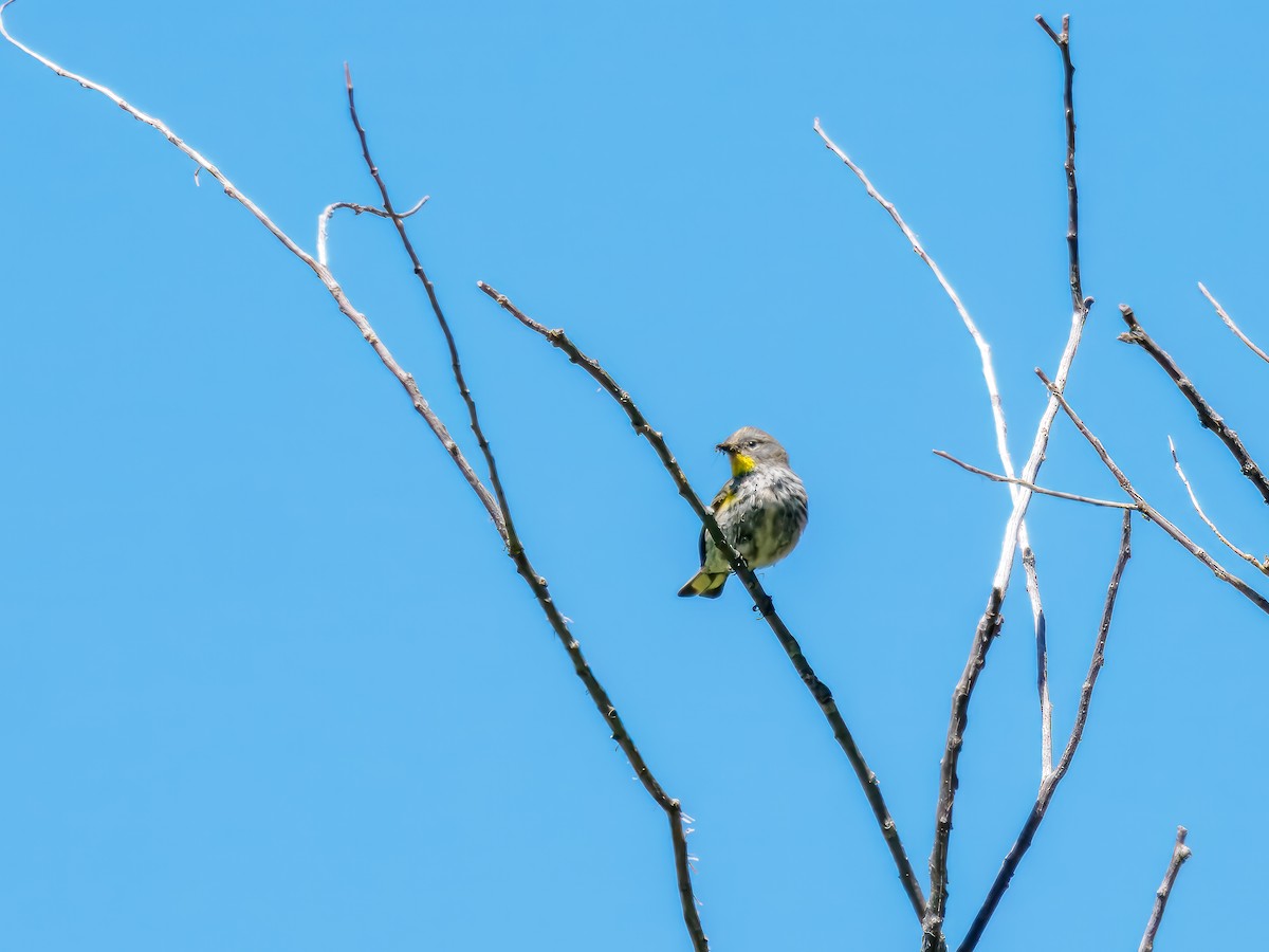 Yellow-rumped Warbler (Audubon's) - ML620575870