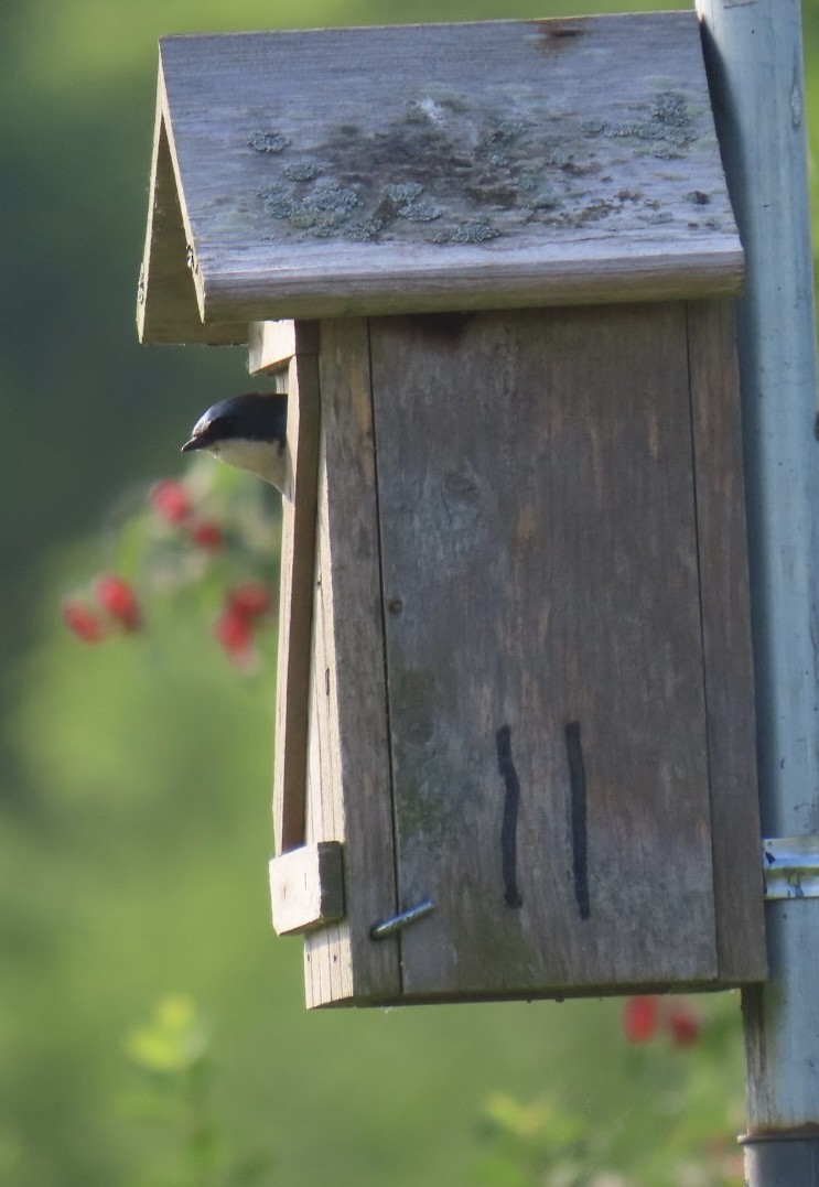 Tree Swallow - ML620575871