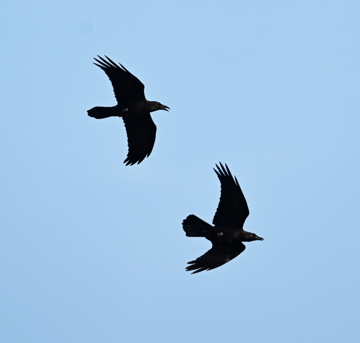 Brown-necked Raven - ML620575873