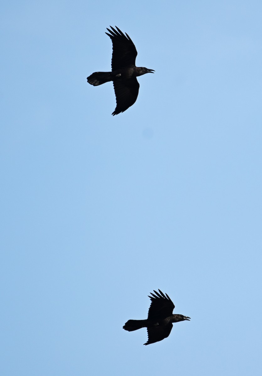 Brown-necked Raven - ML620575874