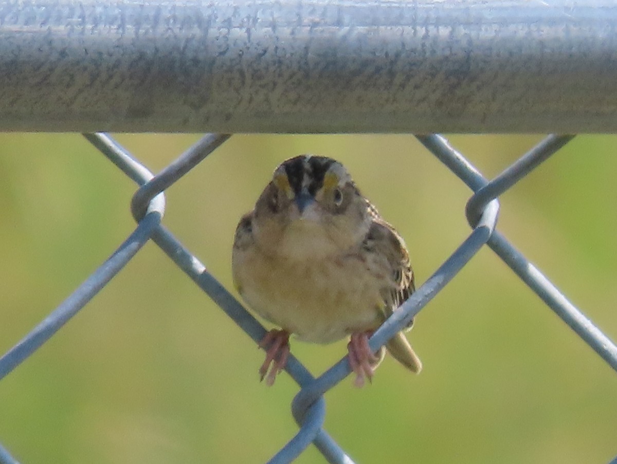 Grasshopper Sparrow - ML620575878