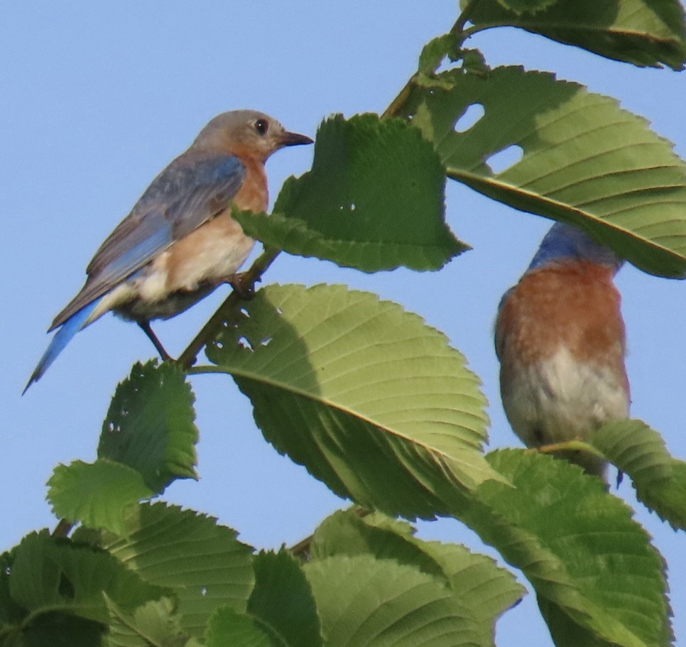 Eastern Bluebird - ML620575889