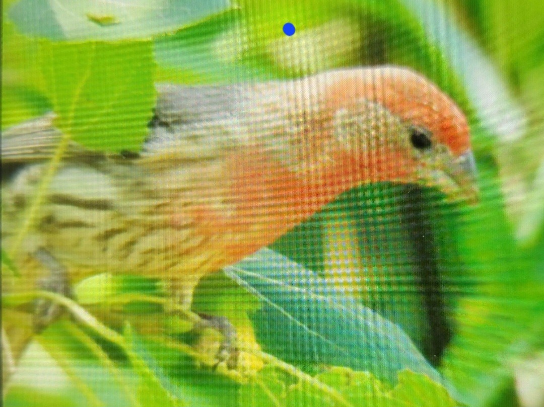 House Finch - ML620575891