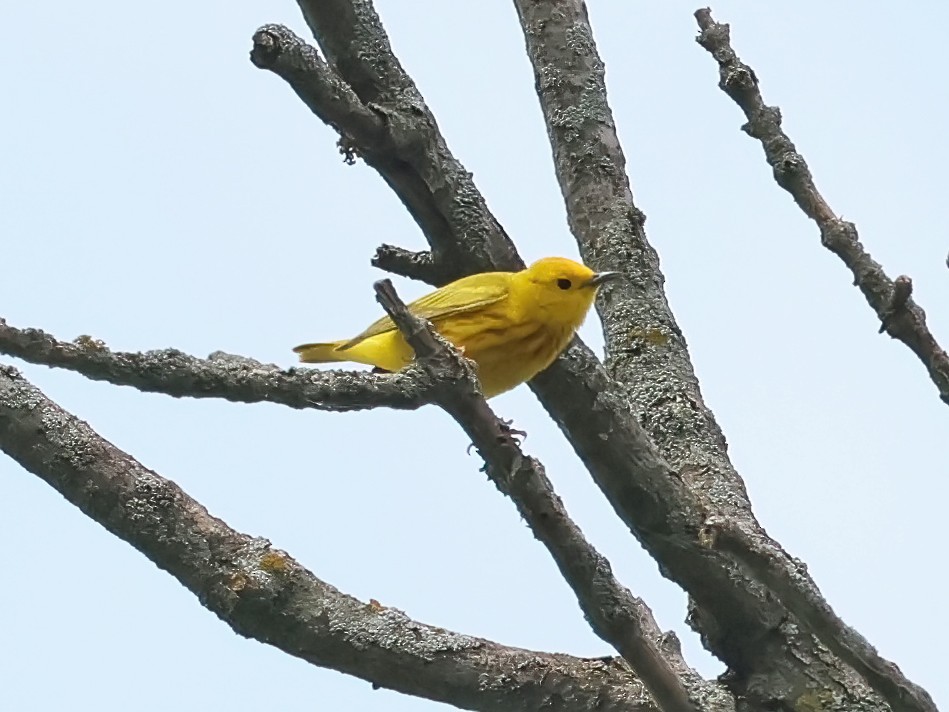 Paruline jaune - ML620575896