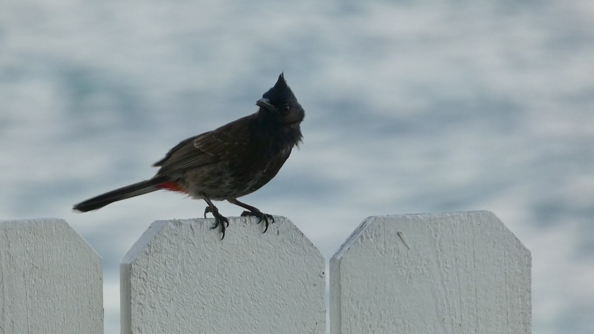 Red-vented Bulbul - ML620575897