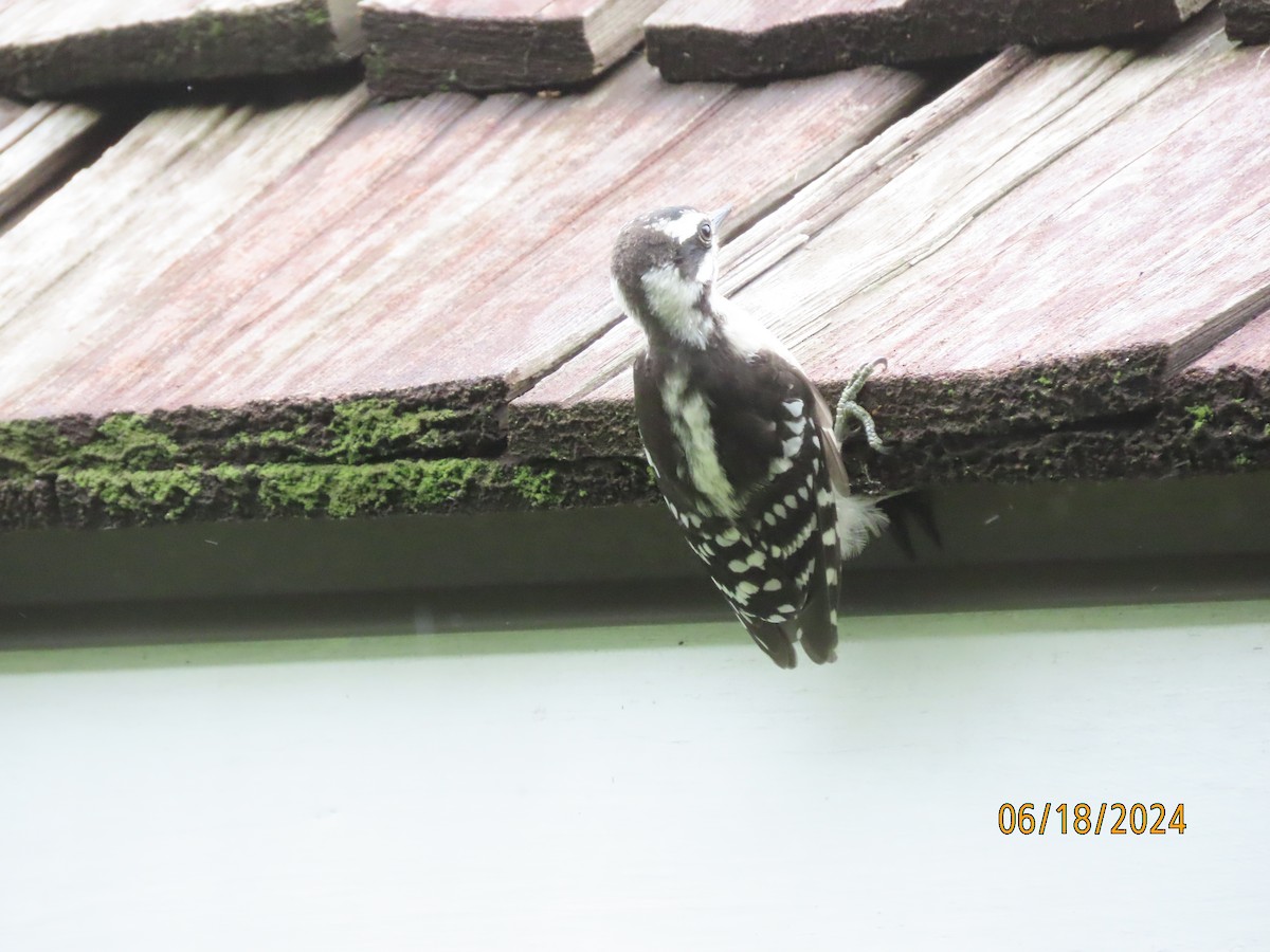 Downy Woodpecker - ML620575901