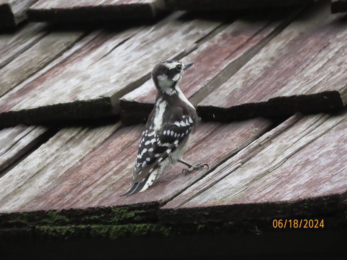Downy Woodpecker - ML620575902