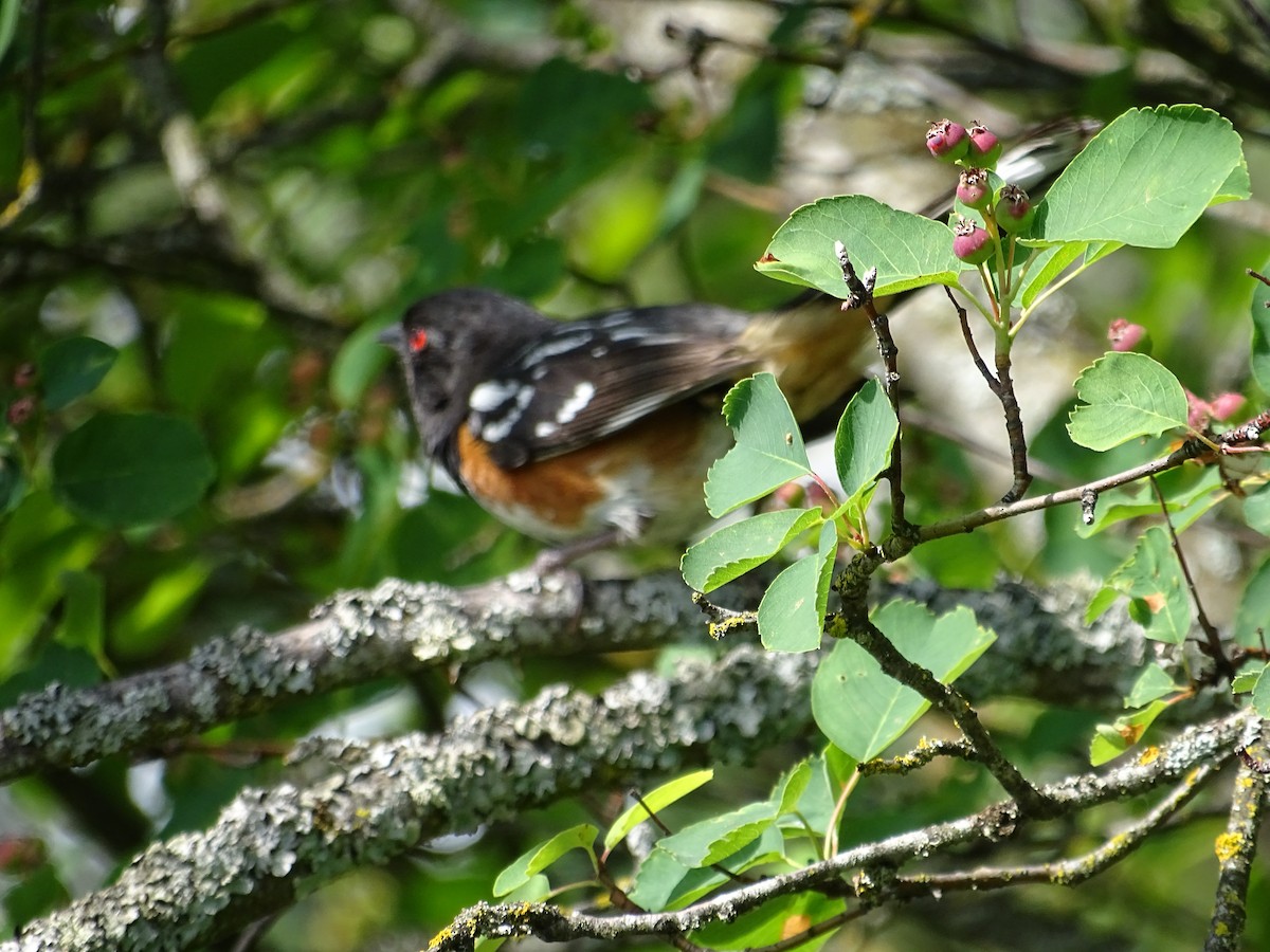 Spotted Towhee - ML620575905
