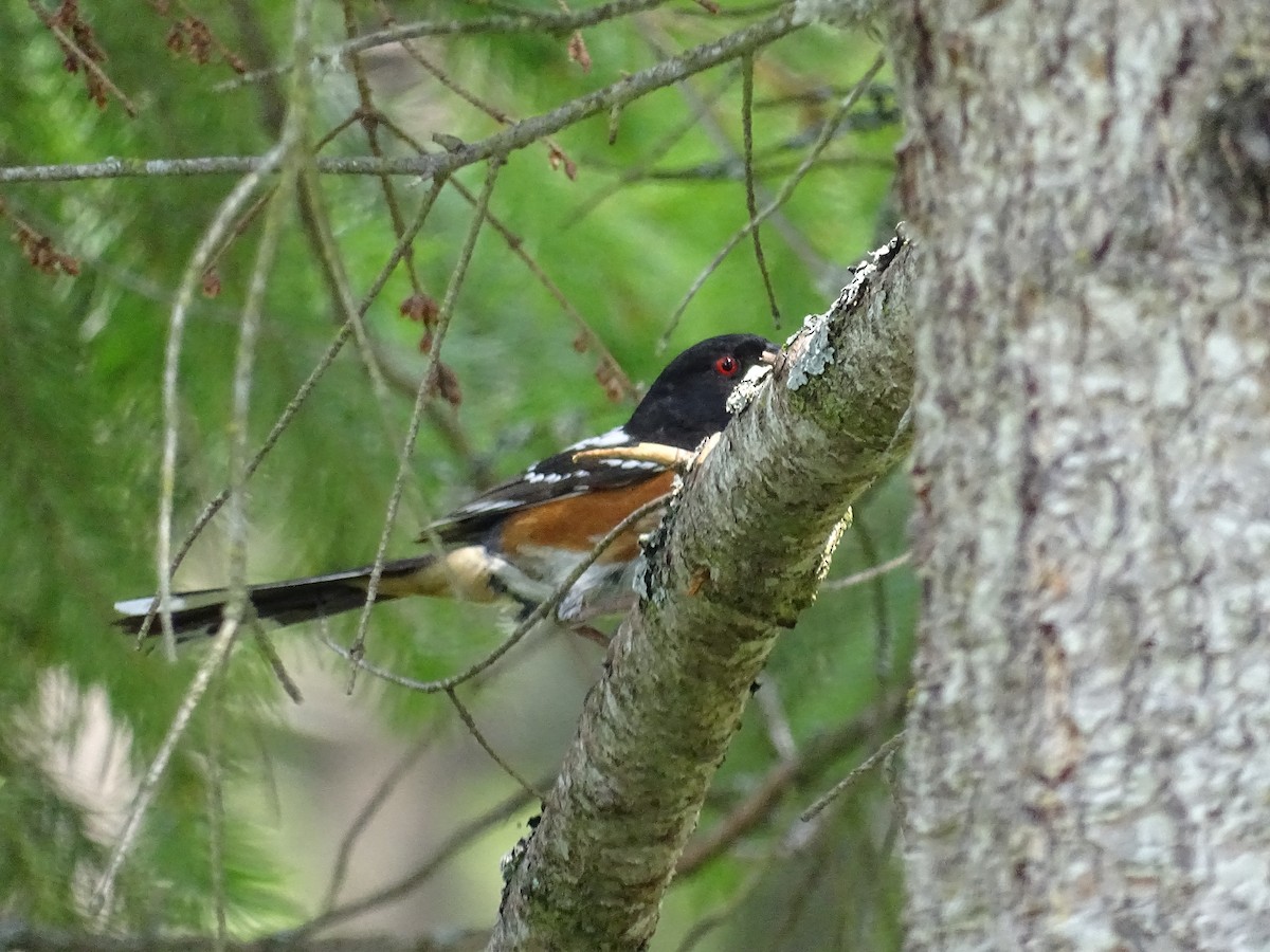 Spotted Towhee - ML620575906