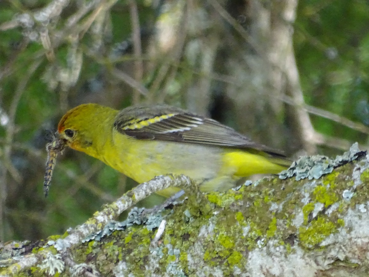 Western Tanager - ML620575914