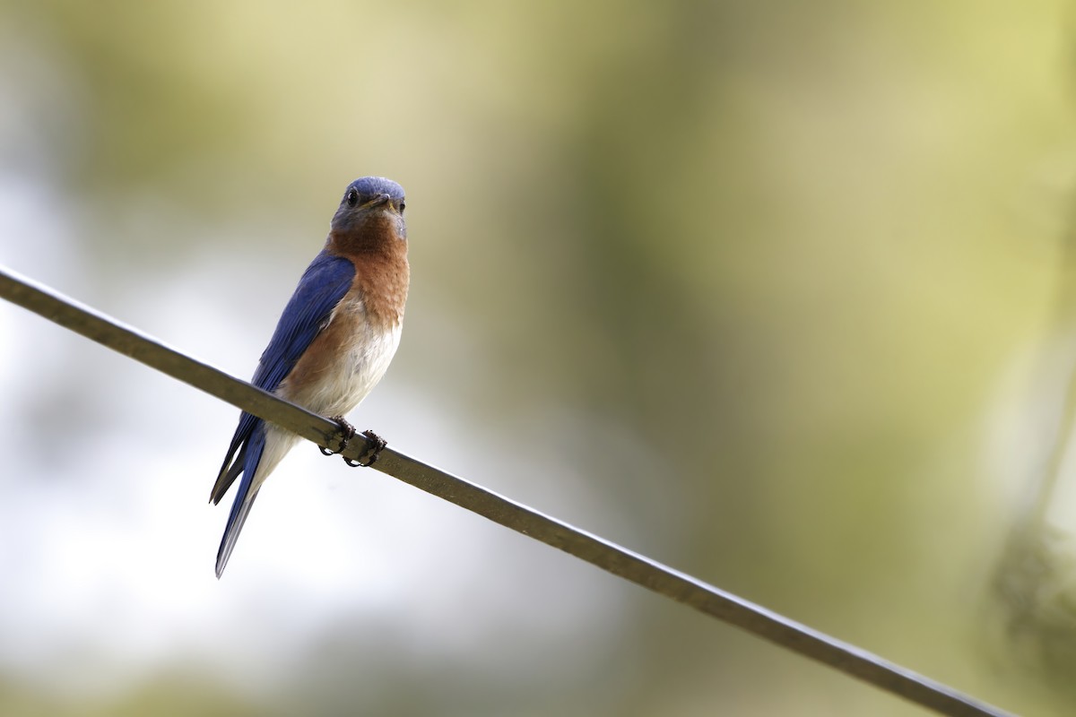 Eastern Bluebird - ML620575934