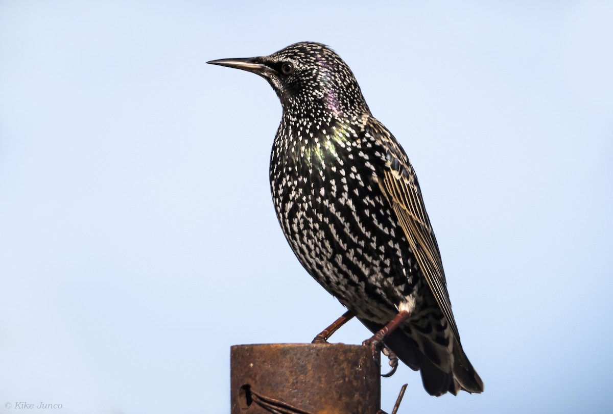 European Starling - ML620575963