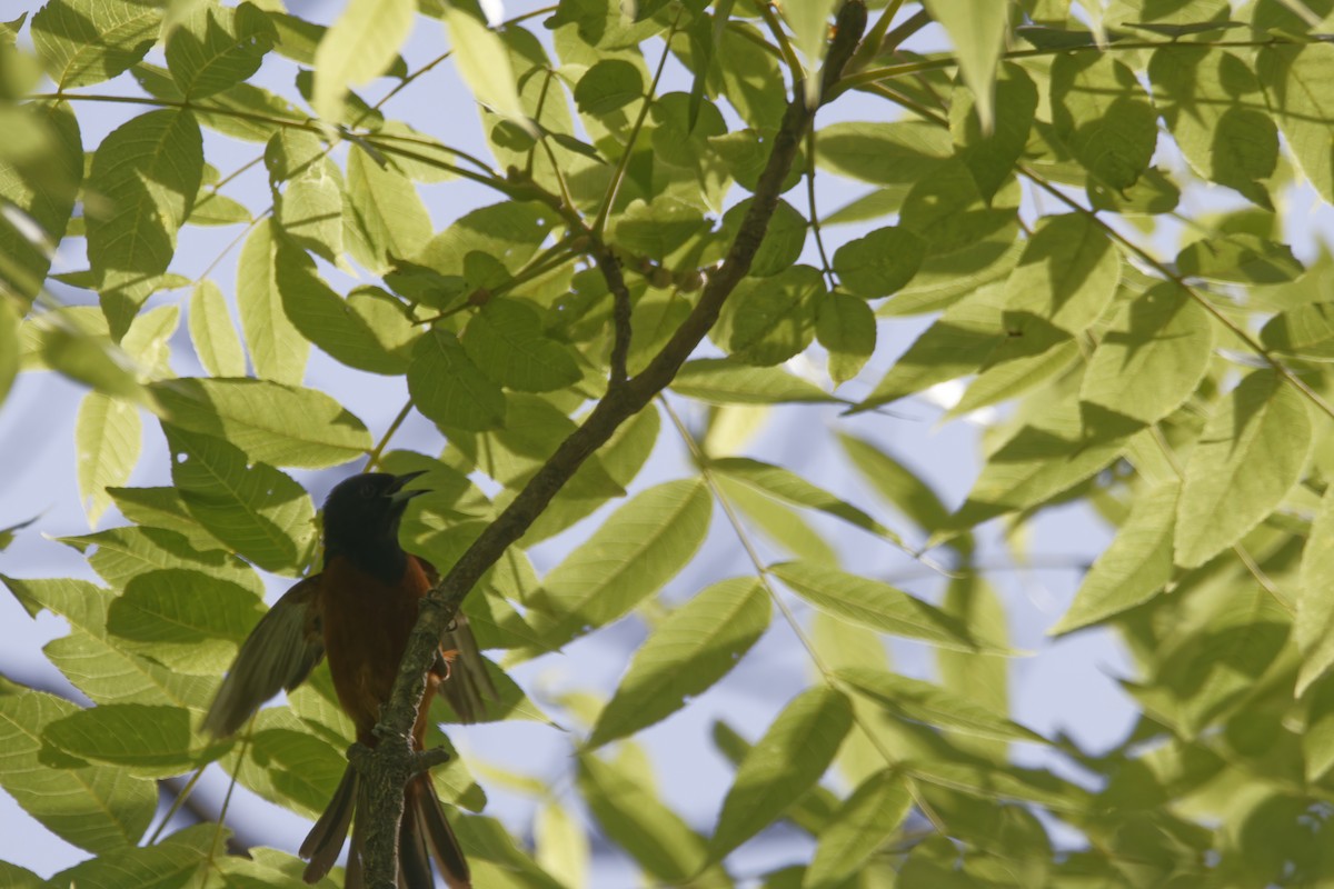 Orchard Oriole - ML620575971