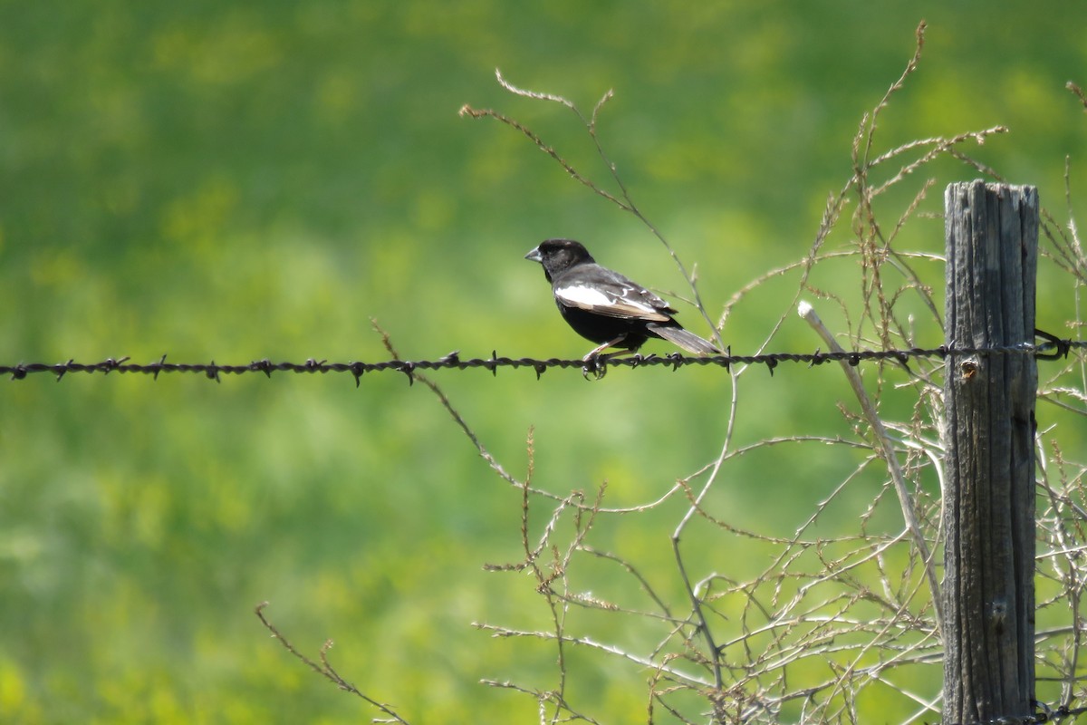 Lark Bunting - Kelly Preheim