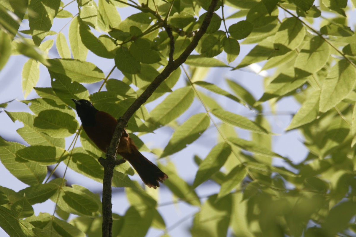 Orchard Oriole - ML620575976