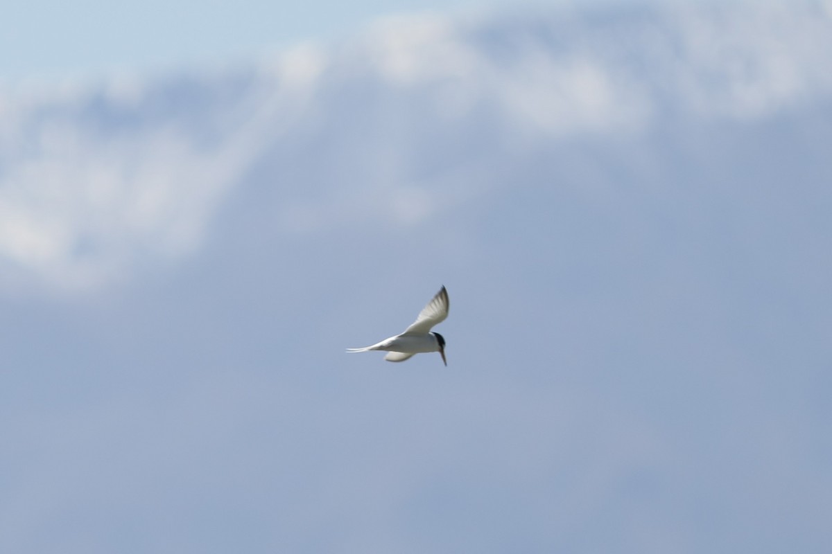 Little Tern - ML620575977