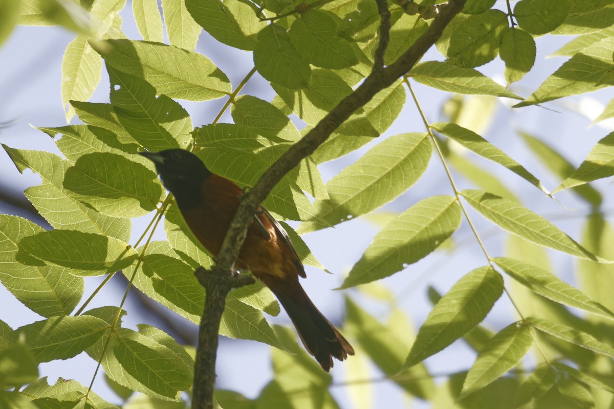 Orchard Oriole - ML620575980
