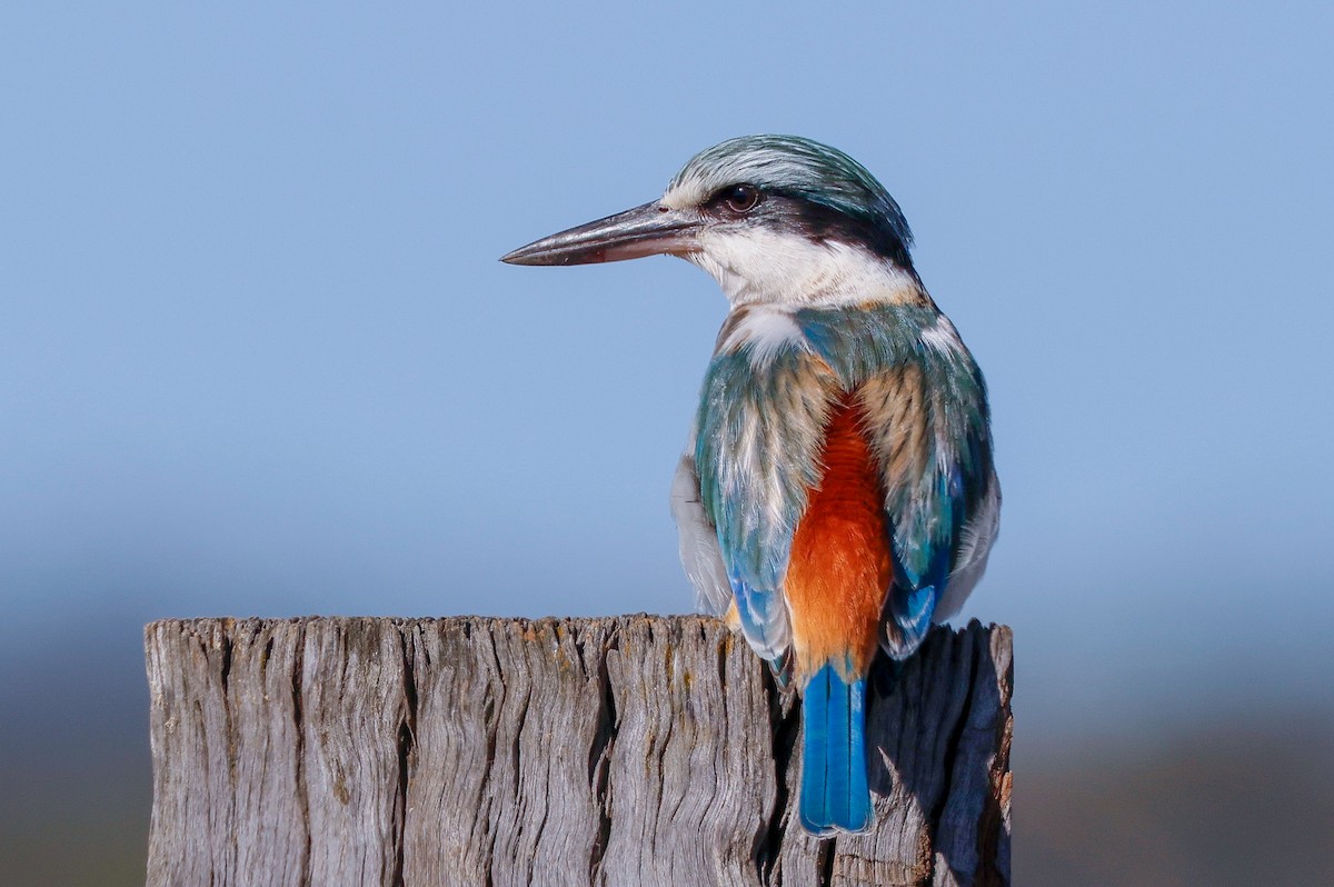 Red-backed Kingfisher - ML620575983