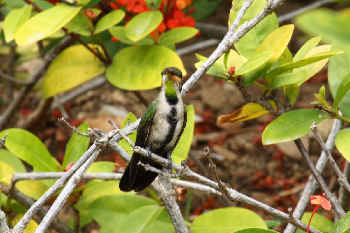 Dominikanermangokolibri - ML620575984