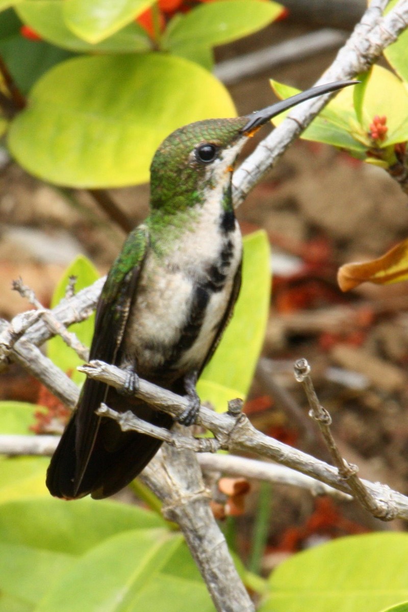 Dominikanermangokolibri - ML620575989