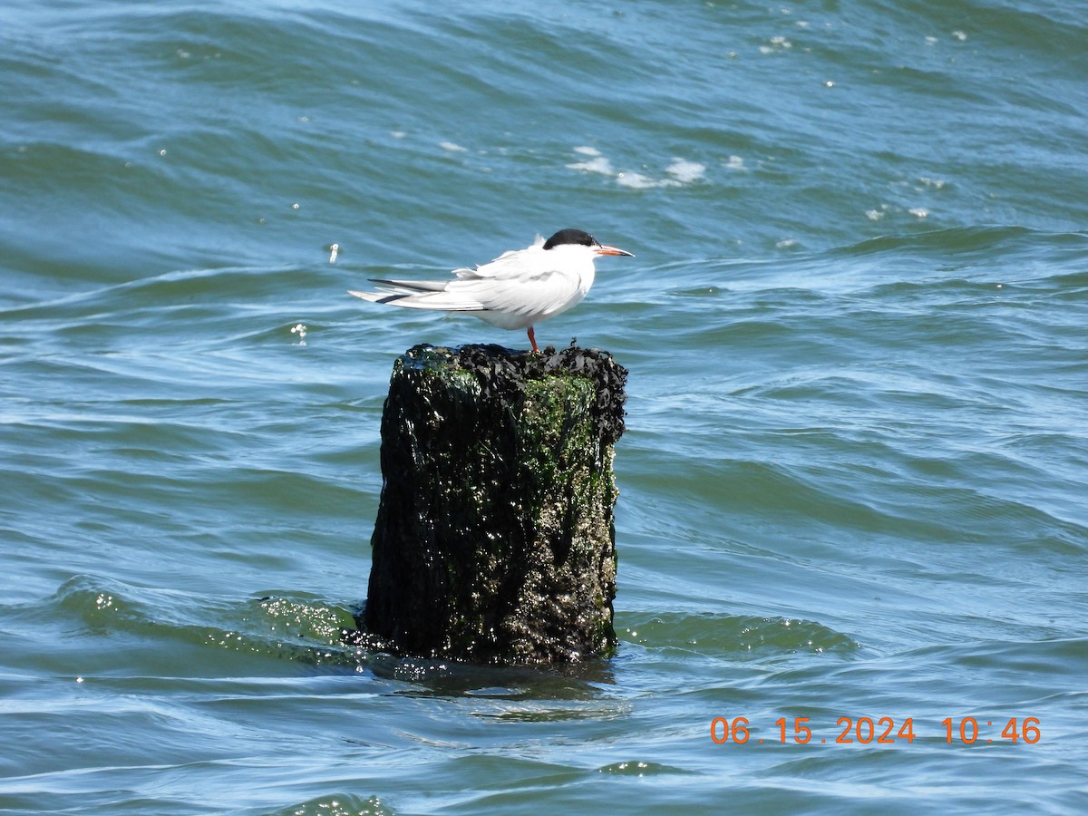Common Tern - ML620575991