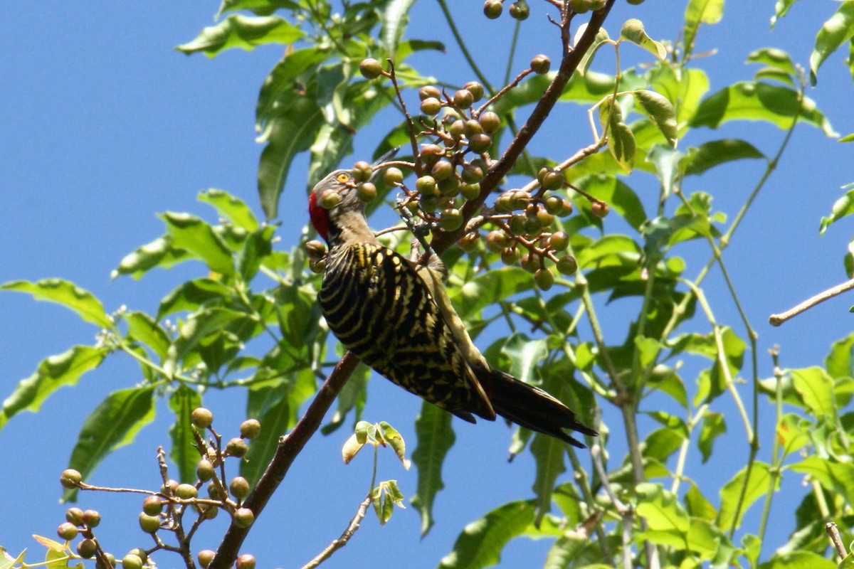 Hispaniolan Woodpecker - ML620575993