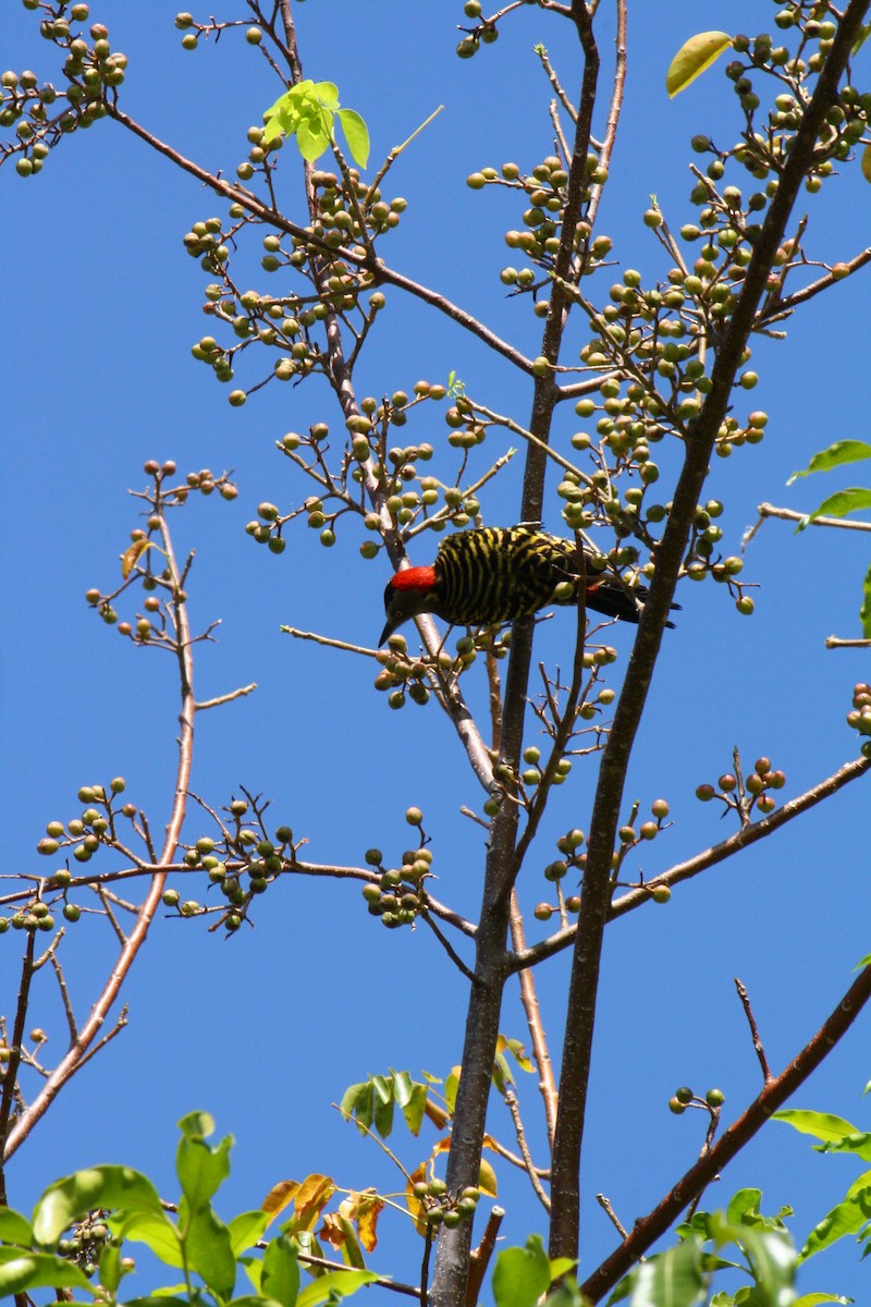 Hispaniolan Woodpecker - ML620575996
