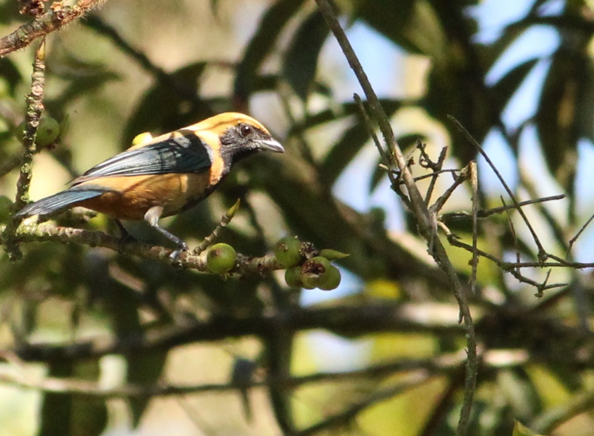Burnished-buff Tanager - Miguel  Magro